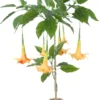 Kunstig Daturatræ orange 120 cm
