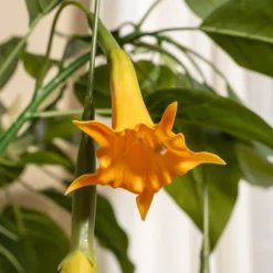 Kunstig Daturatræ orange 100 cm
