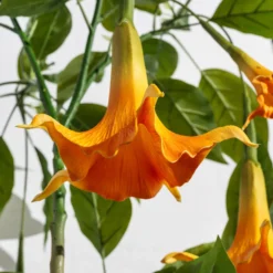 Kunstig Daturatræ orange 160 cm