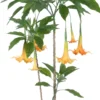 Kunstig Daturatræ orange 140 cm