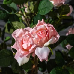 Kunstig Rosetræ lyserød 160 cm